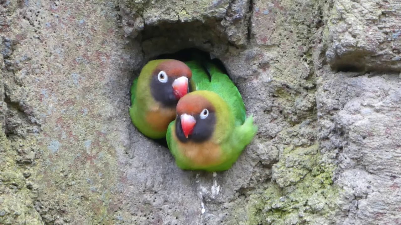 die beiden Rußköpfchen schmusen miteinander