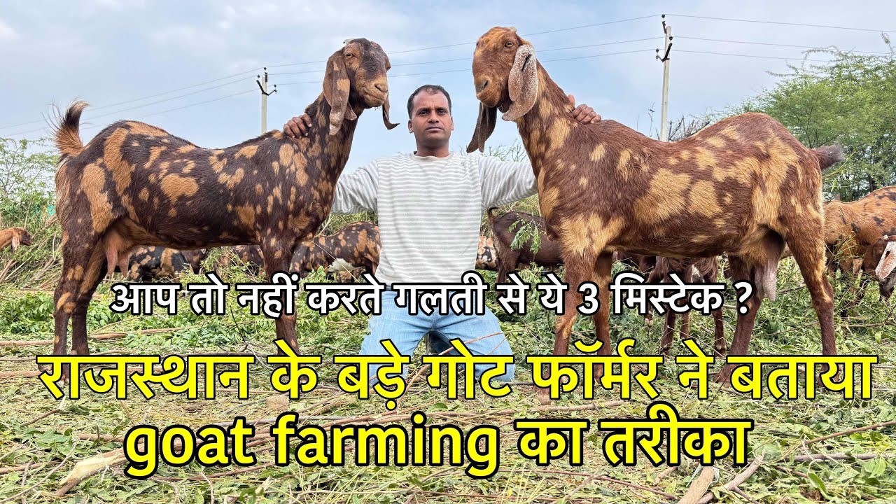 आप तो नहीं करते ये गलती ? राजस्थान के बड़े गोट फॉर्मर ने बताया goat farming का सही तरीका 6376858249