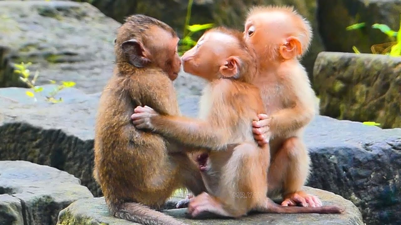 Adorable new monkey abandoned Lip smack to baby monkey Amber, and baby Mollie is so sweet so lovely.