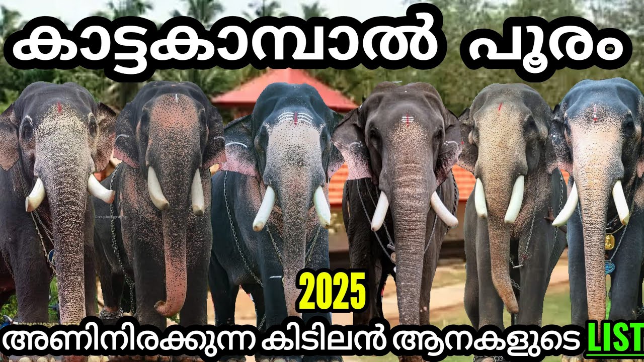 കാട്ടകാമ്പാൽ പൂരം🤩അണിനിരക്കുന്ന കിടിലൻ ആനകളുടെ ലിസ്റ്റ്😍KattaKambal Pooram 2025 May 7|RS Creations❤️