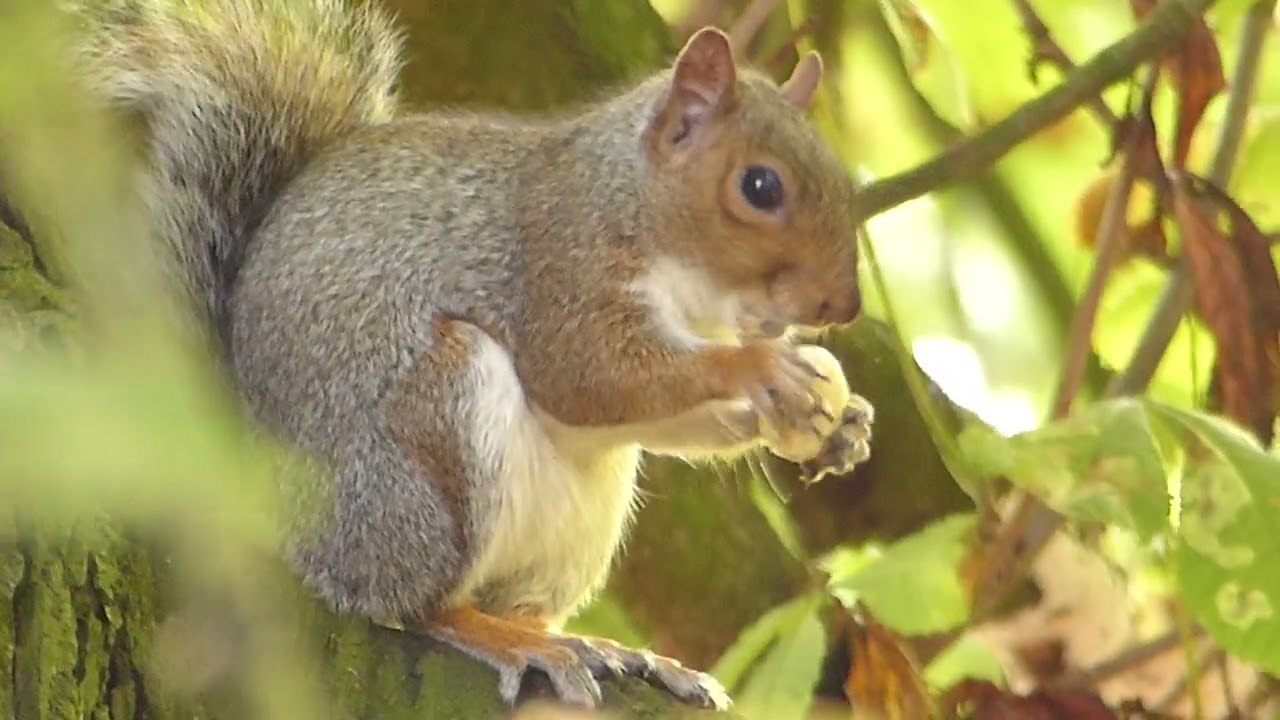 Squirrel enjoying a nutty treat