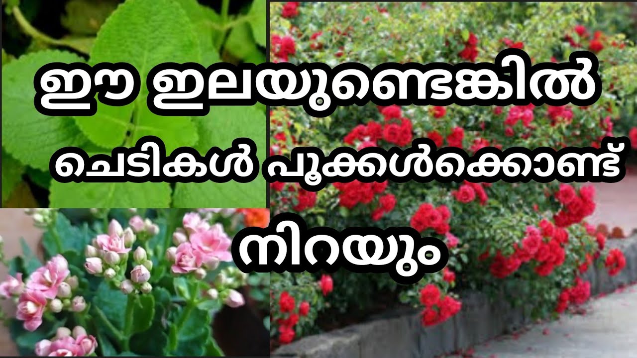 പനിക്കൂർക്കയില ഉണ്ടോ ചെടികൾ നിറച്ചും പൂക്കും / Flowering tip / organic Fertilizer &Pesticide
