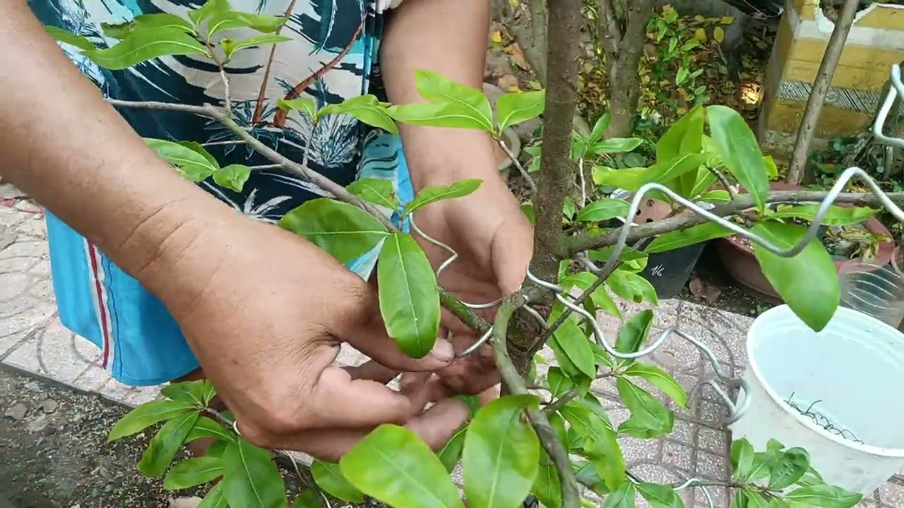 Hướng dẫn cách tháo dây kẽm cho cây mai đúng cách 