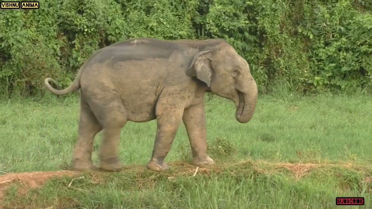 8 February 2026 #assam #animals 