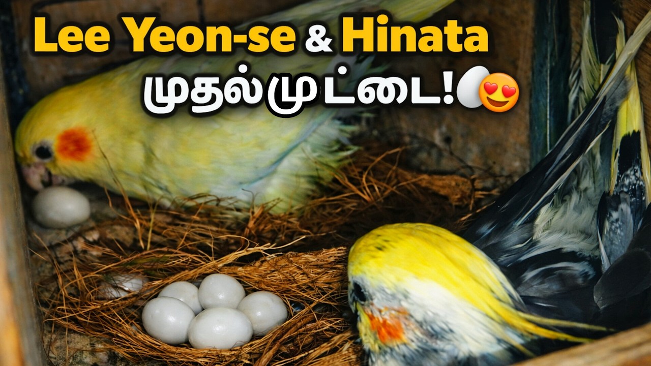 Cockatiel Eggs Update|Cute Nest Box Moment  #birds #pets #egg  #parrot #hinata #cockatiel #trending