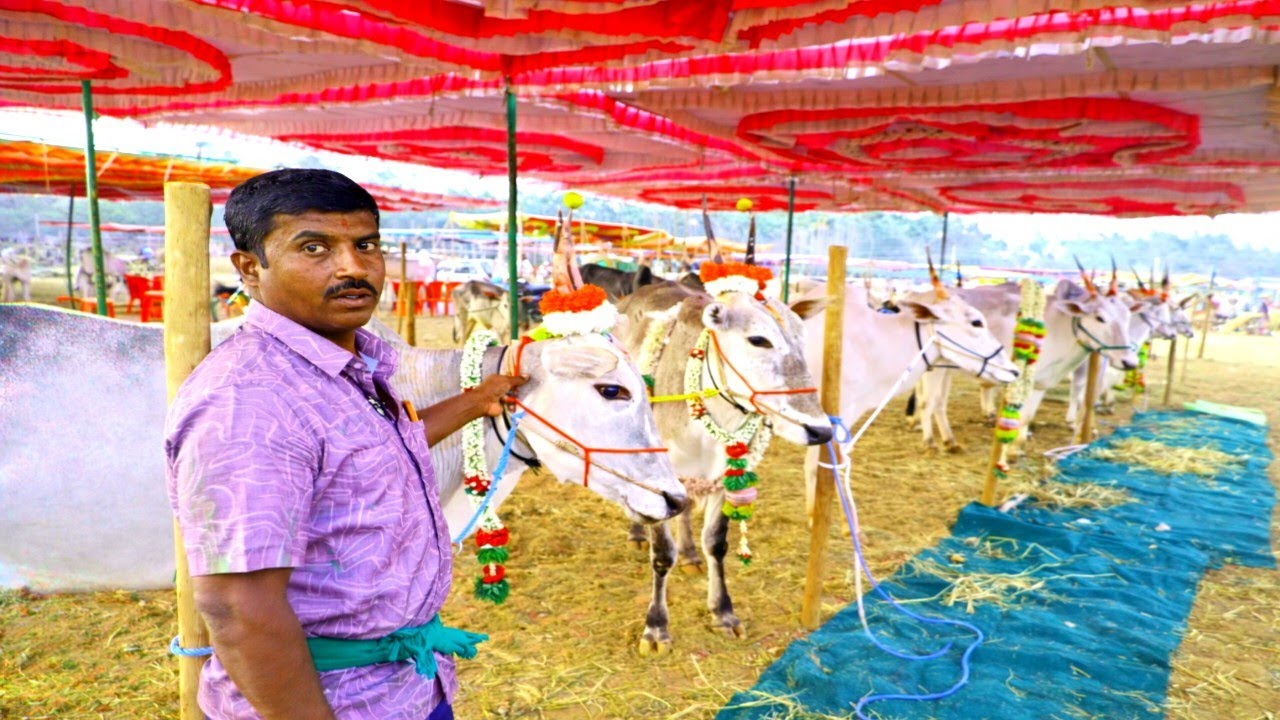 ಸಿದ್ದಗಂಗಾ ದನಗಳ ಜಾತ್ರೆ ಎರಡನೇ ದಿನ February 6, 2026