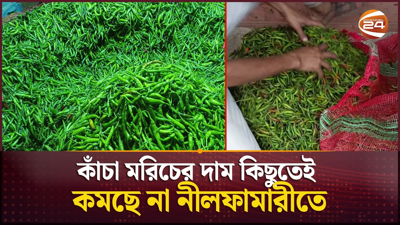 কাঁচা মরিচের দাম কিছুতেই কমছে না নীলফামারীতে | Nilphamari | Green Chillies | Cahnnel 24