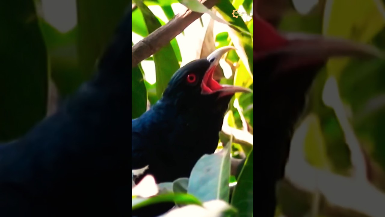 Asian koel bird sound #shorts #short #birds