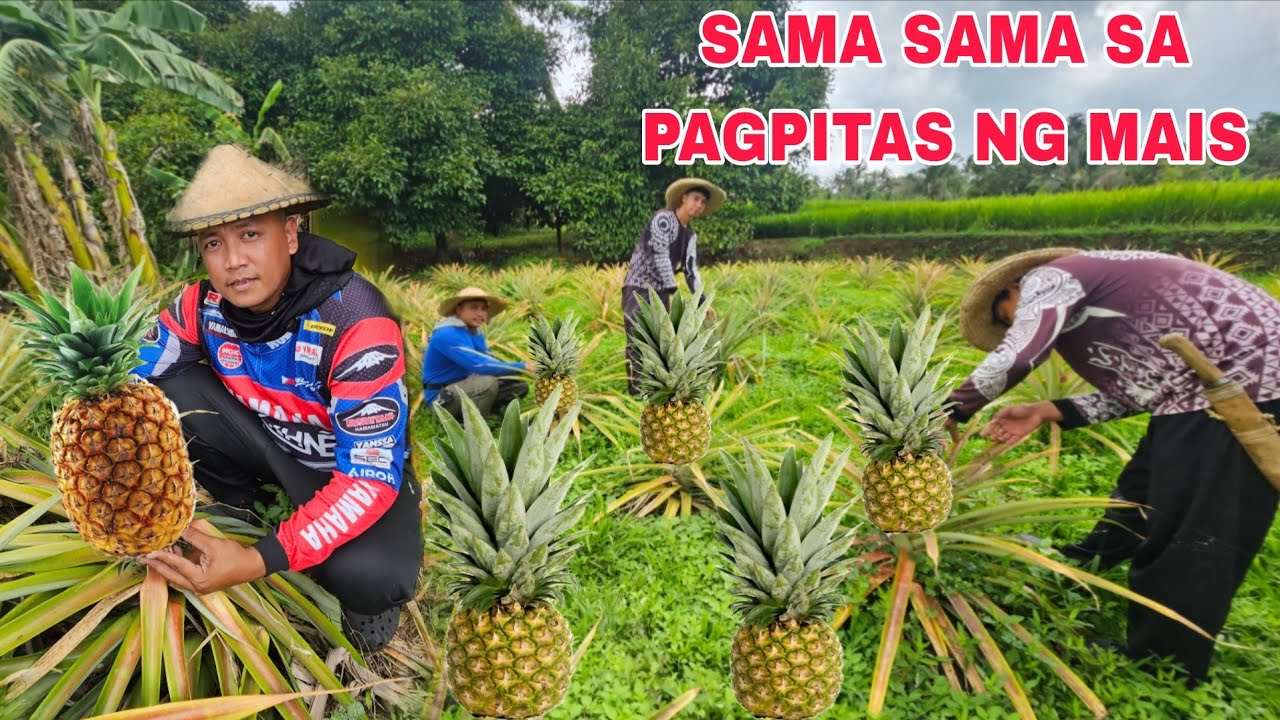 Mga pinya hitik sa bunga lahat Sama sama sa pagpitas ng mais ni kambal
