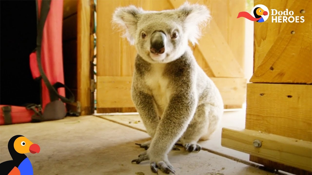 Rescued Koala Gets Help From His Favorite Girl | Dodo Heroes Season 1