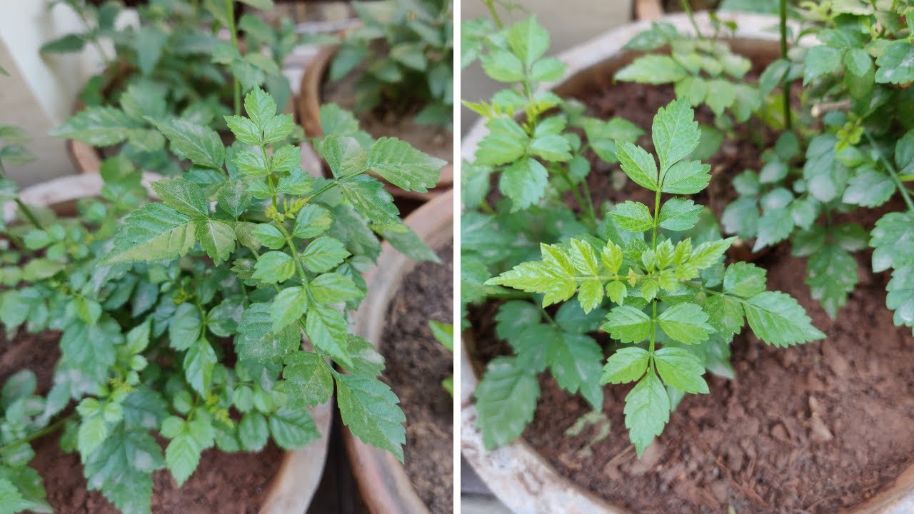 Tecoma Plant के बारे में कुछ important growing tips - How to grow & care Tecoma plant