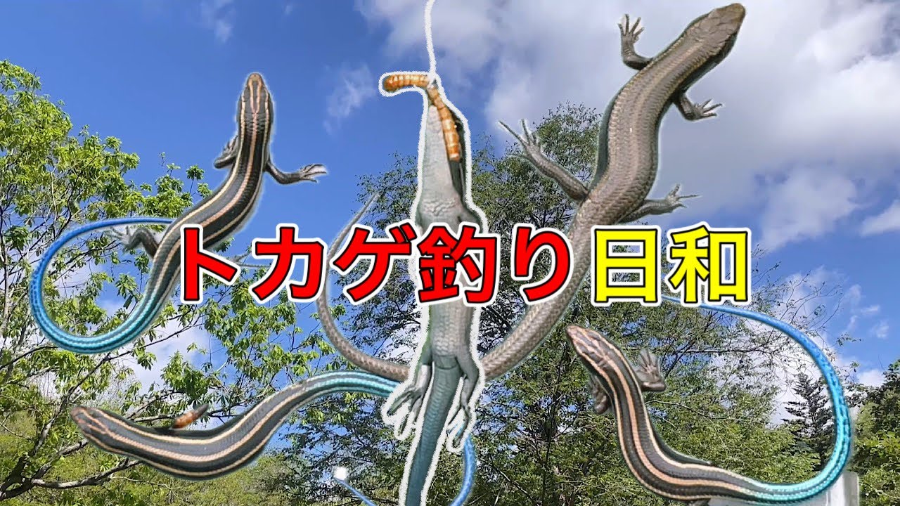 [大量捕獲]念願のトカゲ釣り