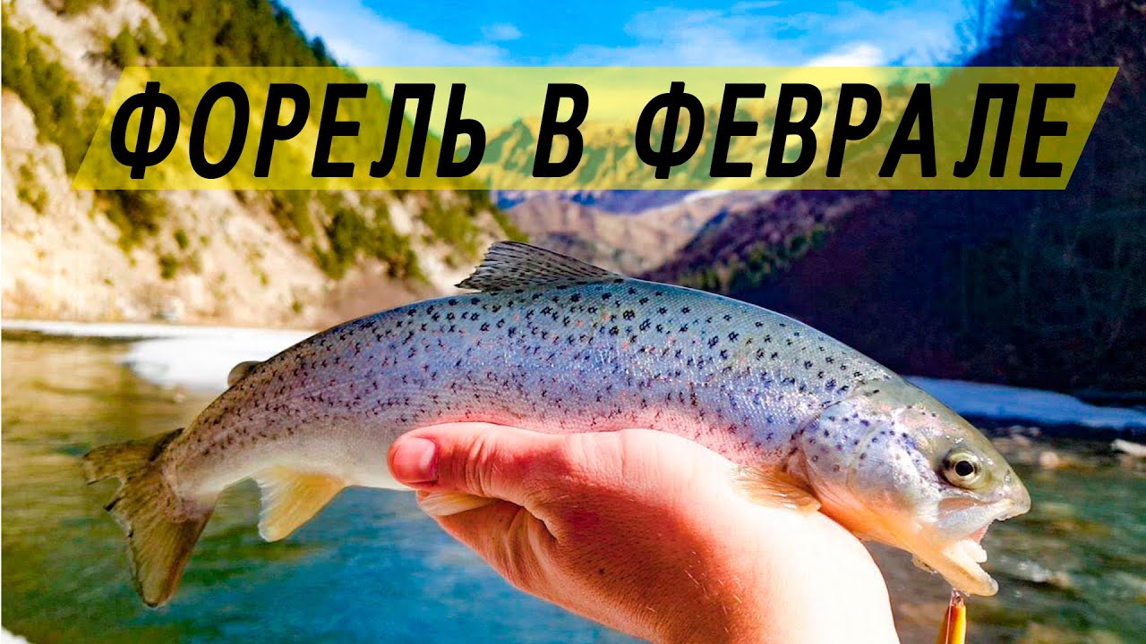 Рыбалка на #форель в конце февраля. ловля крупной форели в горной реке
