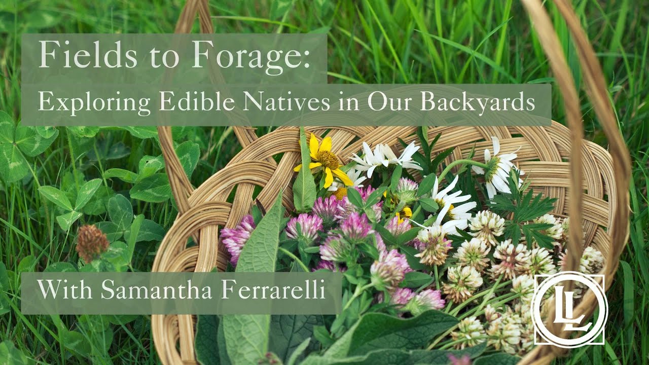 Fields to Forage: Exploring Edible Natives in Our Backyards with Samantha Ferrarelli