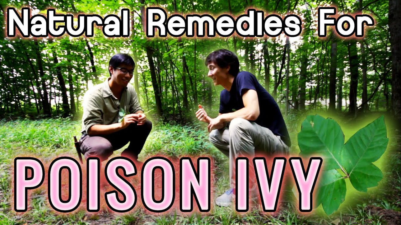 Natural Remedies for Poison Ivy | Summer Camping Wild and Herbal Medicine and First Aid