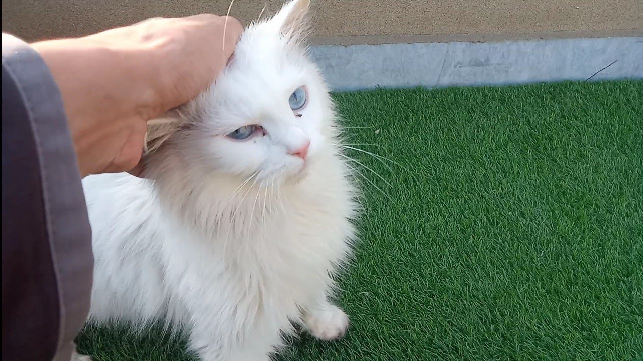 Feral Rescue Cat Finally Trusts Humans but Walks Strangely – What Happened?