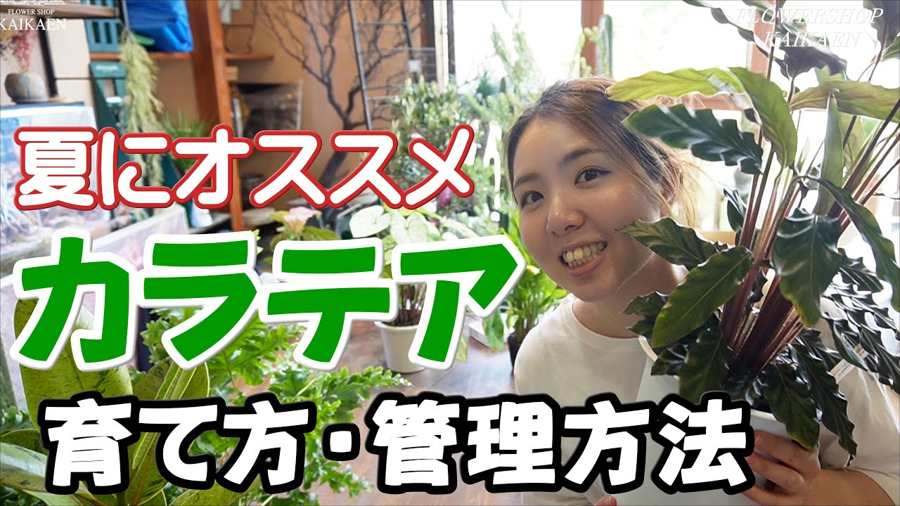 夏にオススメ　観葉植物　カラテア　ルフィバルバ　育て方　管理方法　湿度が好き　暑さには強い　寒さには弱い【おうちでグリーン】開花園チャンネル