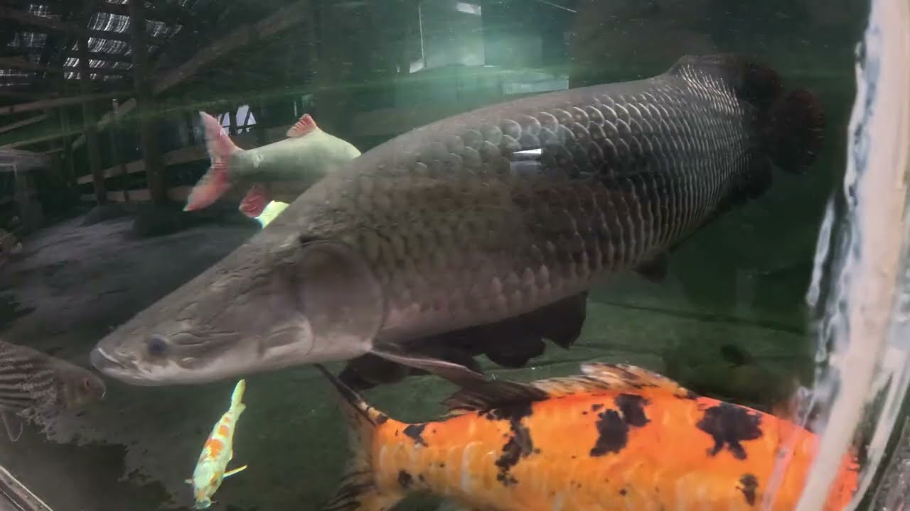 All tanks cruise & views: news, clues, boos, blues, amuse, excuse, & berceuse. Bonoose at the end.