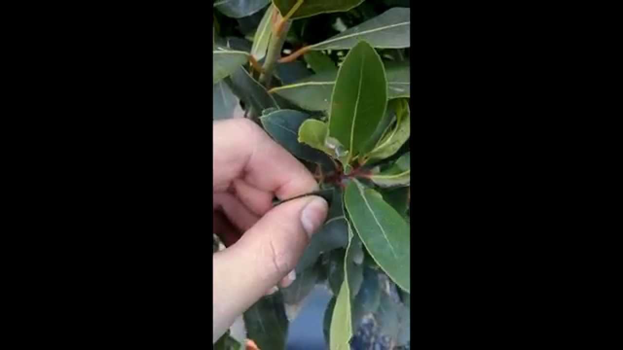 Kök Sürgünüyle Defne (Laurus) Çoğaltımı - DomatesBiber.Com