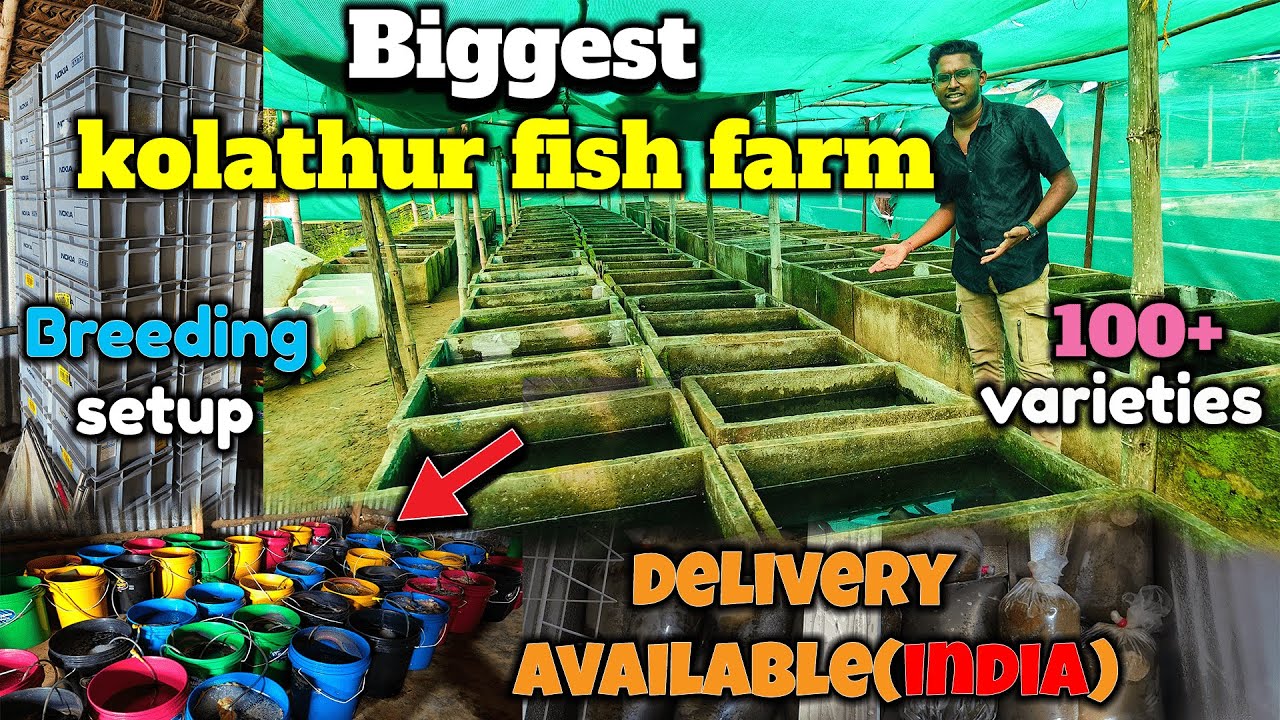 ரூ1 முதல் Fish varieties|biggest aqua farm|100+varieties|with price|farm visit|part1|Xploring💫