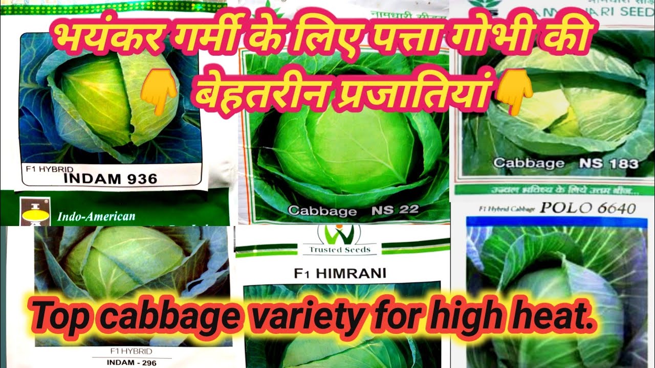 Top Cabbage Veriety For Summer / patta gobhi ki best veriety / patta gobhi ki kheti