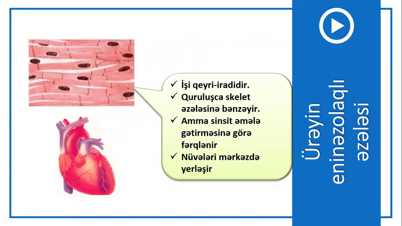 9-cu sinif Biologiya - Dayaq-hərəkət aparatı - Əzələlər