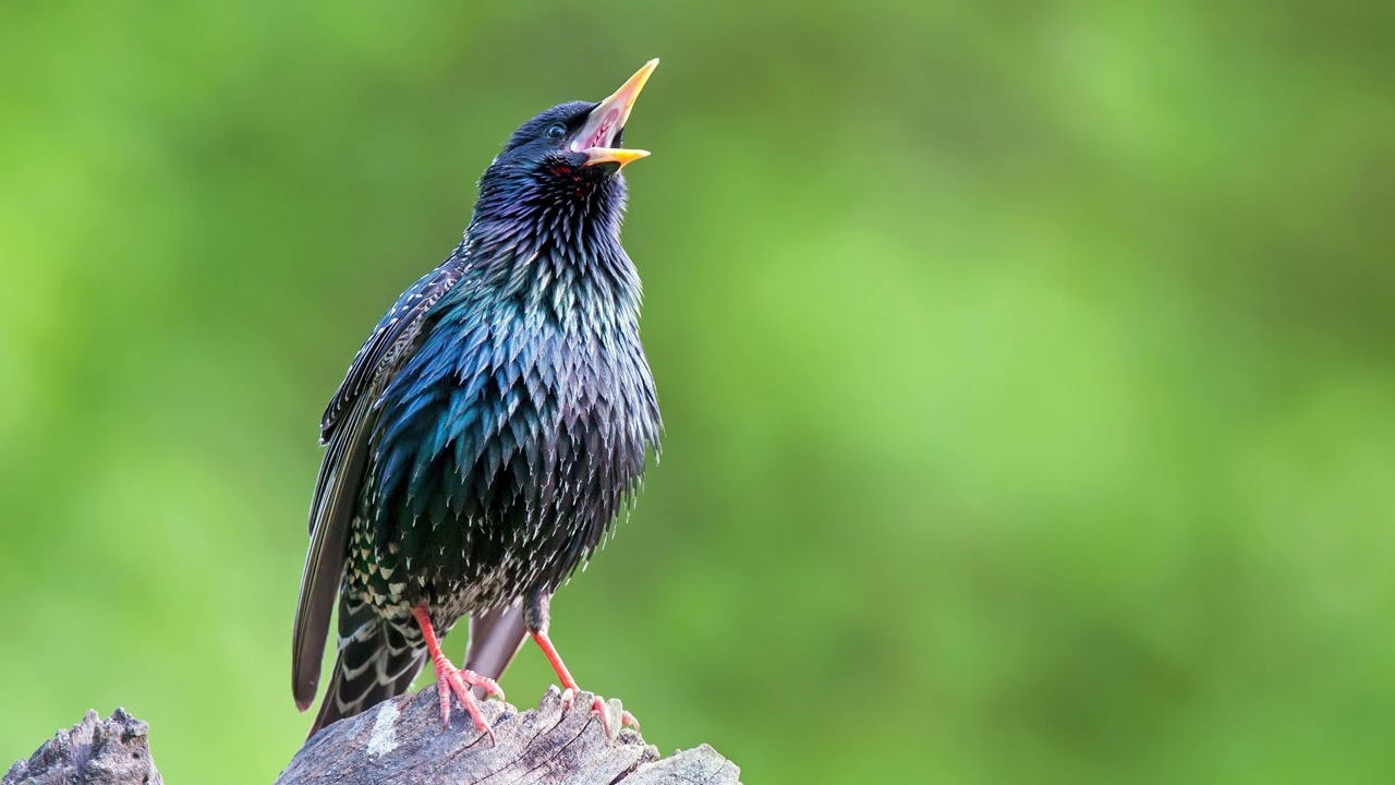 The call of the Common Starling - Bird Sounds to recognize the Common Starling | 10 Hours