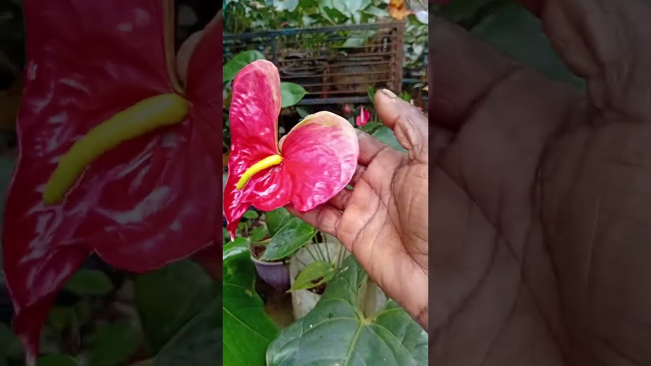ආයුබෝවන් 2026 අවුරැද්දට දාන මගේ 9වන සේල් එක බලමුද යාලුවනේ 4900ක් විතරමයි මවි ගස් 5 ම 💐💐💐📞0771020879💛
