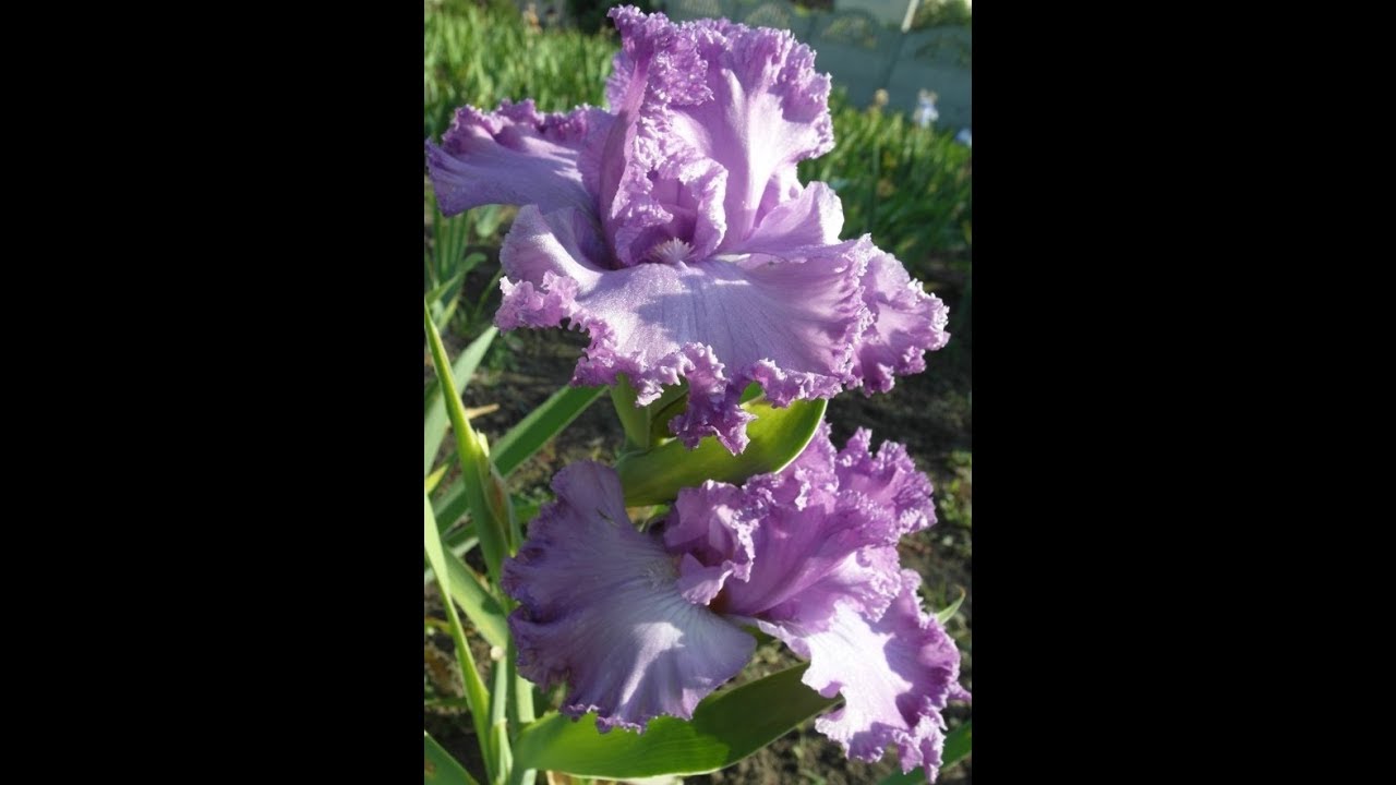 ИРИСЫ - кружевные сорта. IRIS