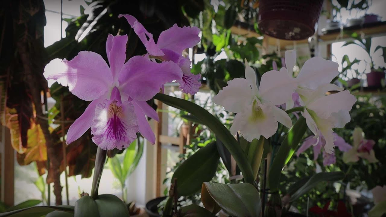 Cattleya labiata. Королева осени