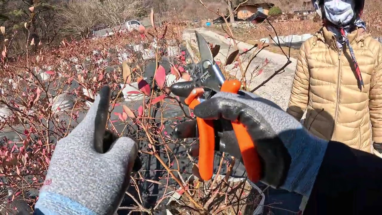 (26.01.28.)블루베리 동계전정 현장지도. 수지블루 3년차 1편