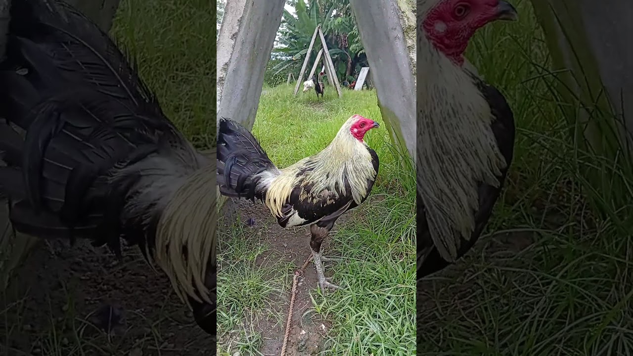 Sweater hatch 2 X winner 3 cock derby #games #rooster #gamefowl #shorts #trending