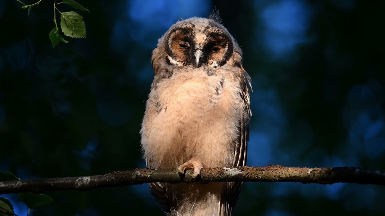 Long-Eared Owl just tired