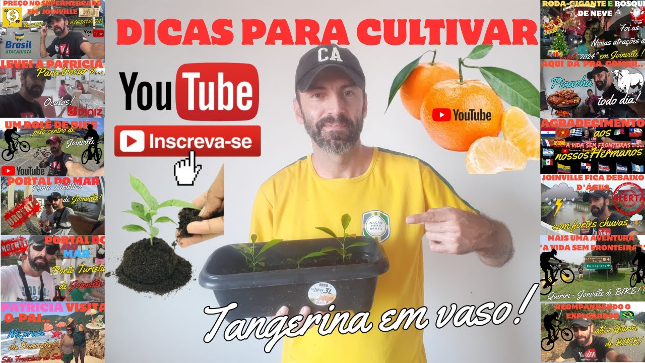 Mudas de tangerina fácil em Casa | Dicas para cultivar tangerina em vaso 🍊 #shorts #frutas