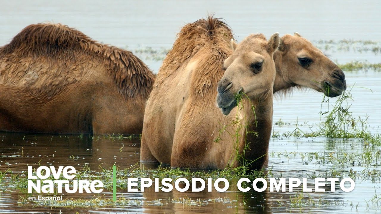 ¿Cómo VIVEN SIN AGUA los animales del desierto? | Infierno Árabe 101