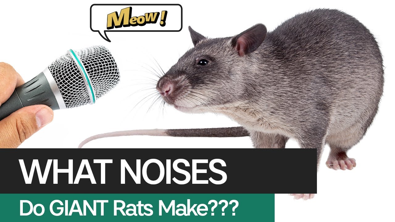 What Noises do Giant African Gambian Pouched Rats Make??