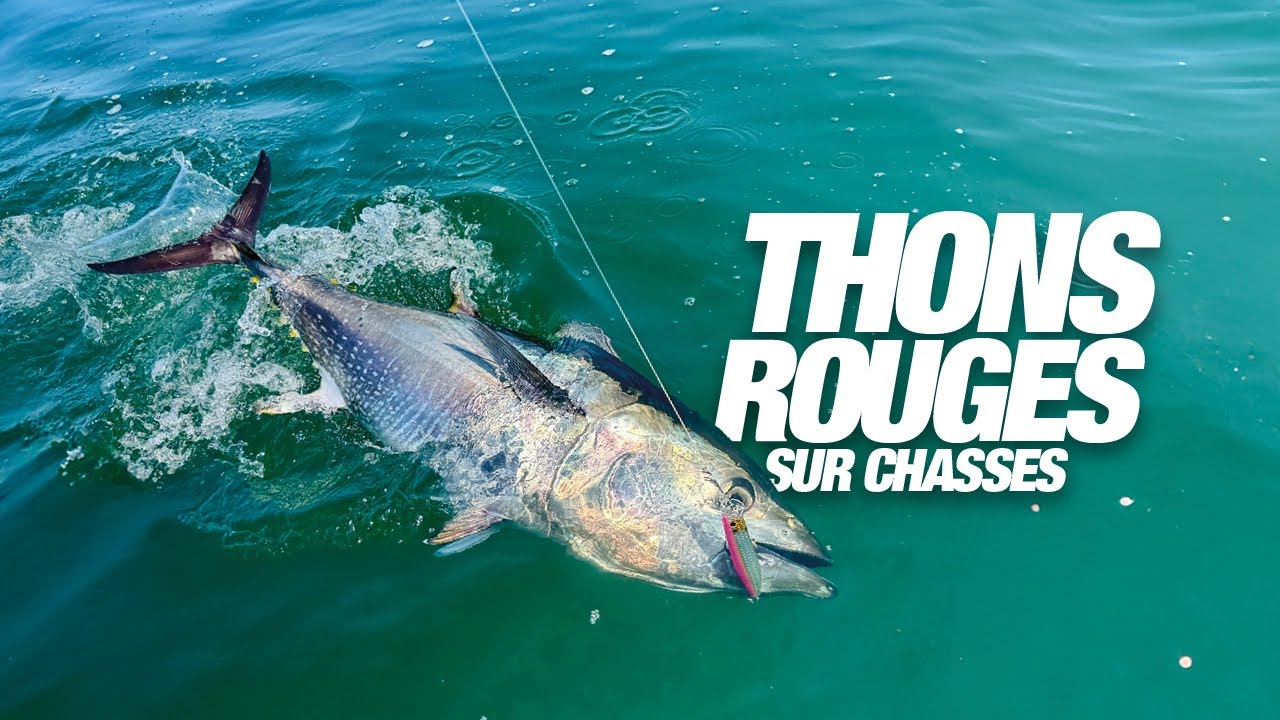 Pêche du thon au leurre sur les chasses