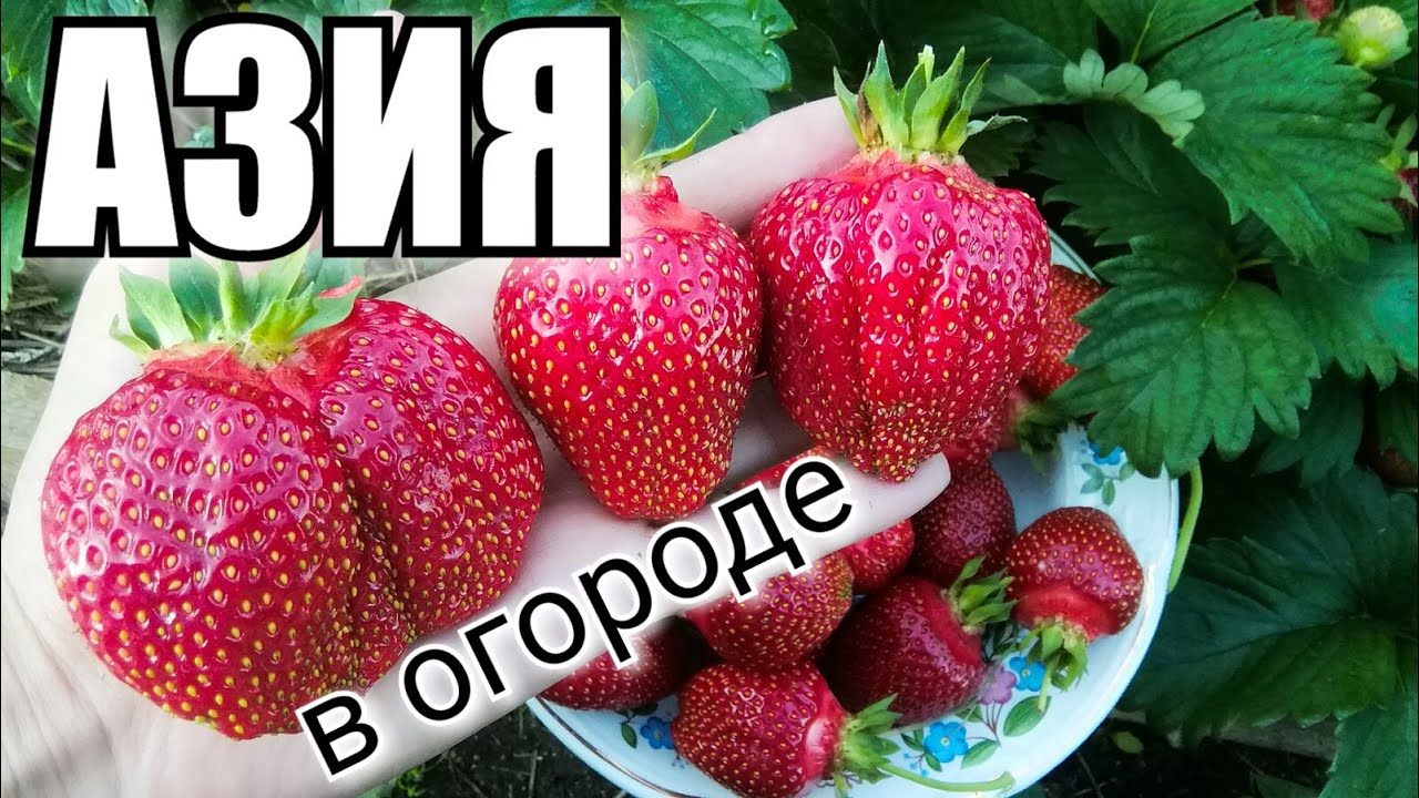 Земляника крупноплодная АЗИЯ /Обзор/ Отзыв/ #клубника #урожай #деревня #лето