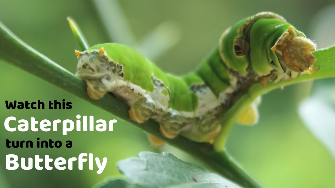 Watch this Caterpillar Turn Into A Butterfly - Papilio Polytes - Common Mormon - Metamorphosis