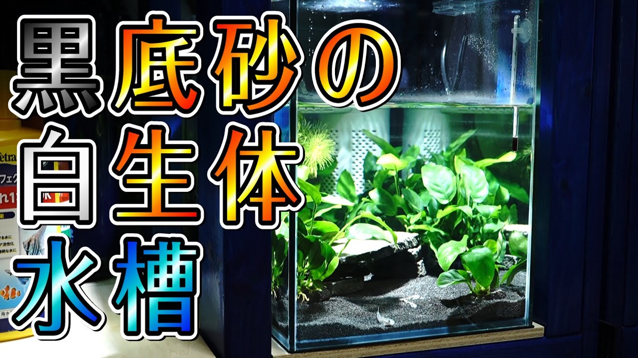 【縦置き45センチ水槽立ち上げ】白い生体が映える黒い底砂の水景を造る【アクアリウム】