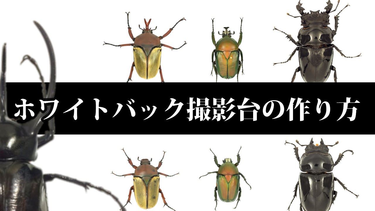 【簡単！】簡易式ホワイトバック撮影台の作り方