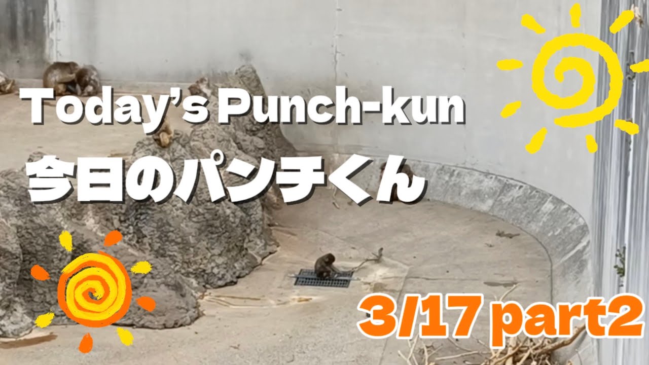 のんびり過ごすパンチくんが尊すぎる　This Chill Monkey Is Just Too Precious (Punch-kun) 