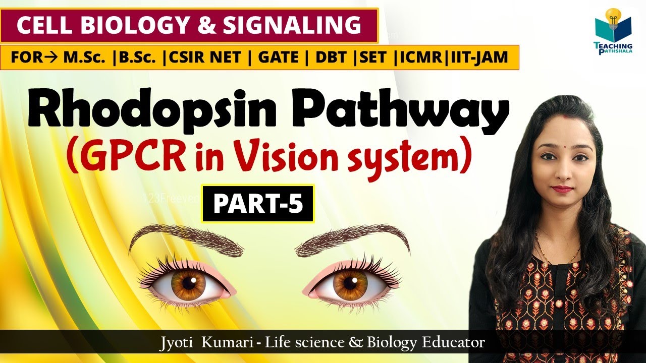 GPCR IN VISION SYSTEM | GPCR (Part-5) | CSIR NET | ROD CELL SIGNALING