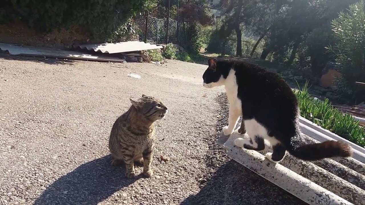 Cat fight feathers flying in the air