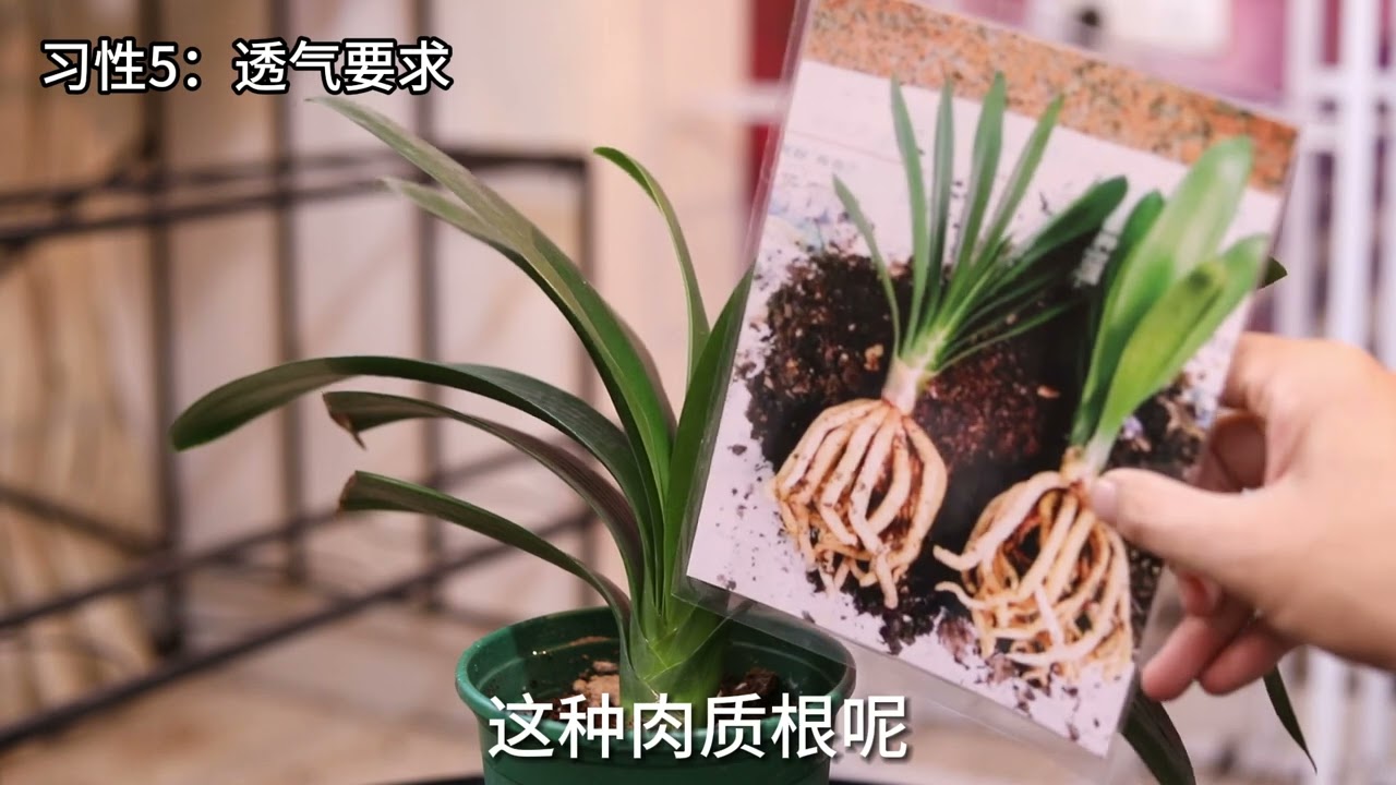 君子兰怎么养？园艺师教你，君子兰的详细养护技巧