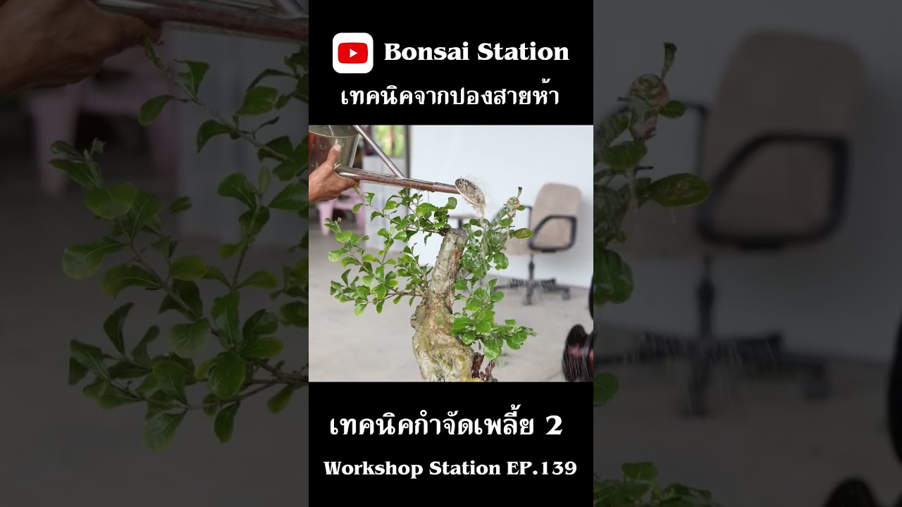 เทคนิคกำจัดเพลี้ย 1 #bonsaithai #บอนไซไทย #bonsai #เพลี้ย #เพลี้ยอ่อน #bonsaiworld  #bonsaithai