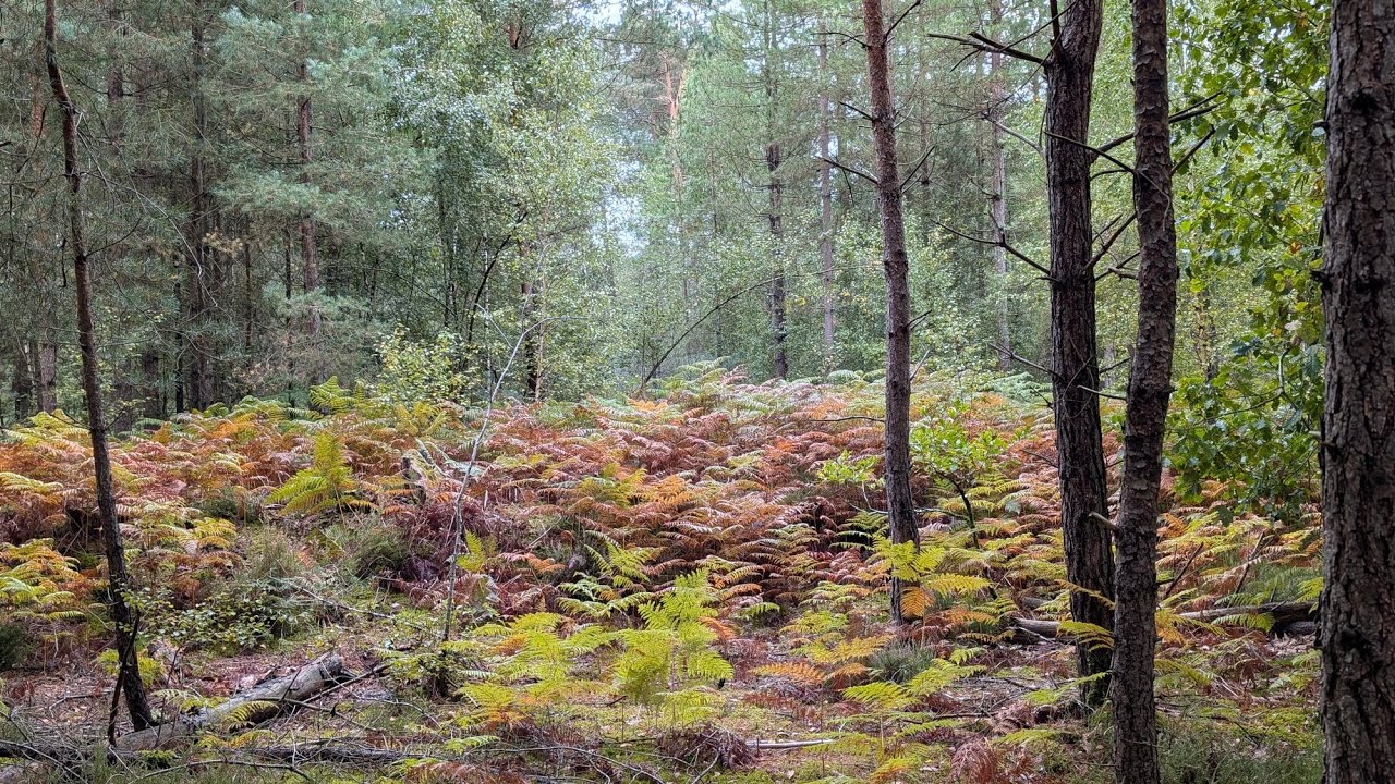 Rochers d'Angennes -  Forêt de Rambouillet