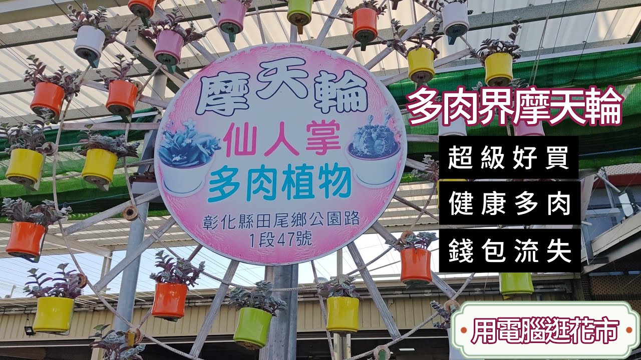 田尾真好逛 摩天輪多肉 每盆都想要~真奇怪!