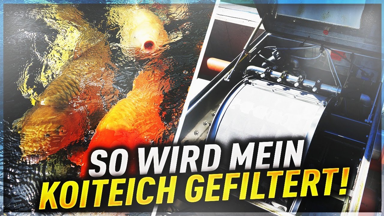 Ein KILO Koifutter am TAG! So wird mein KOITEICH gefiltert!