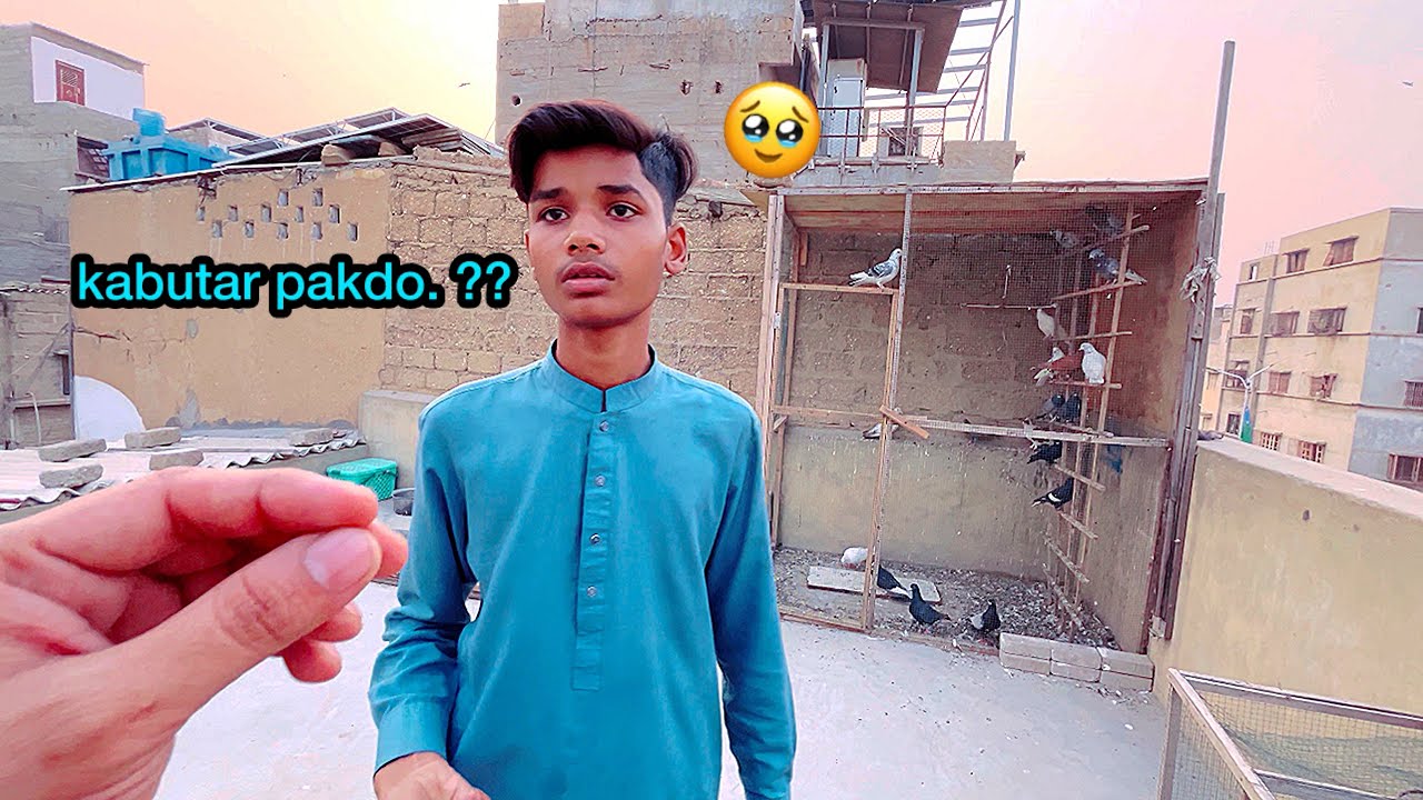 Aaj Do Kabutar Pakar KY Dikhao 😡 @armanbirds 